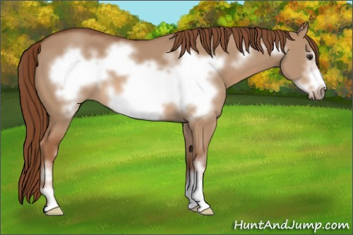 Horse Color: Liver Red Dun Sabino Frame 
