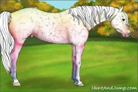 Horse Color:Gray Bay Tobiano 