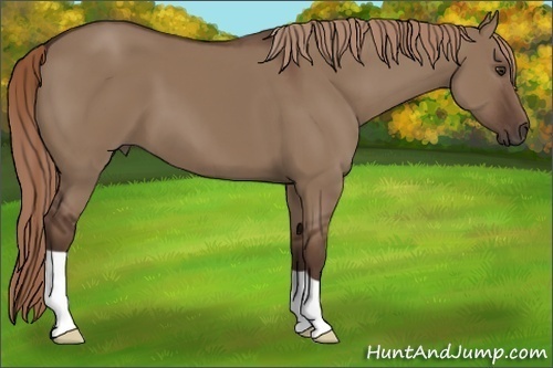 Horse Color: Liver Red Dun 