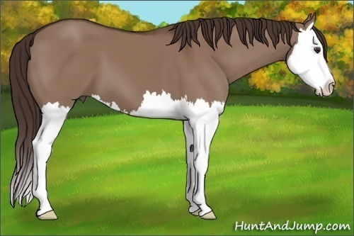 Horse Color: Liver Red Dun Splash 