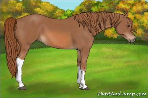 Horse Color: Chestnut 