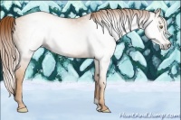 Horse Color:Gray Gold Champagne 
