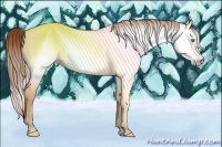 Horse Color:Gray Gold Champagne Dun 