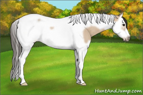 Horse Color: Bay Dun Splash Tobiano Frame Rabicano 