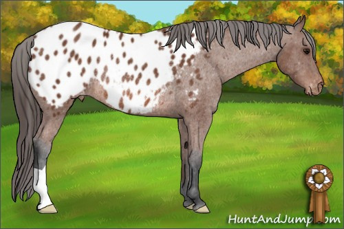 Horse Color: Bay Blanket Rabicano 