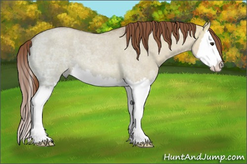 Horse Color: Red Dun Ice Roan Splash 