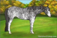 Horse Color:White Spotted Smoky Black