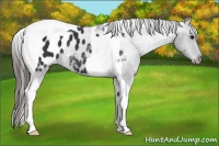 Horse Color:Black Tobiano Appaloosa 