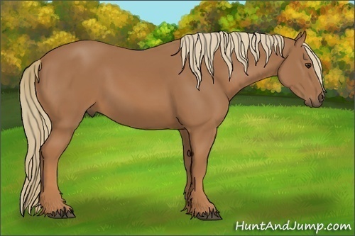 Horse Color:Chestnut 