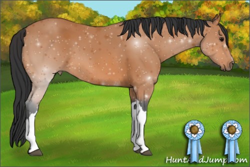 Horse Color:Unknown 