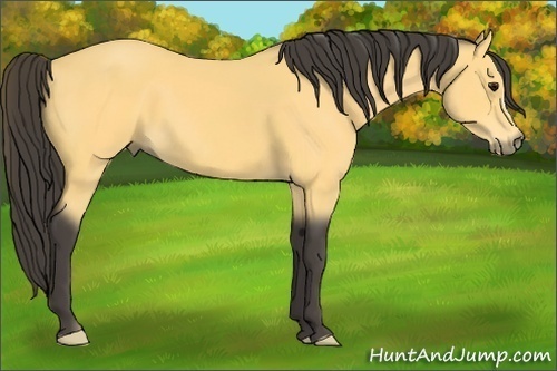Horse Color:Buckskin 