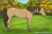 Horse Color:Buckskin 