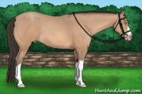 Horse Color:Amber Champagne 