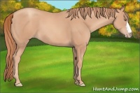 Horse Color:Gold Champagne 
