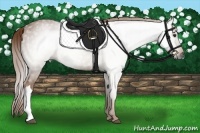 Horse Color:Gray Chestnut 