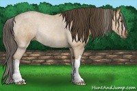 Horse Color:Buckskin 