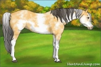 Horse Color:White Spotted Buckskin Splash Frame 
