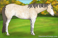 Horse Color:Unknown 
