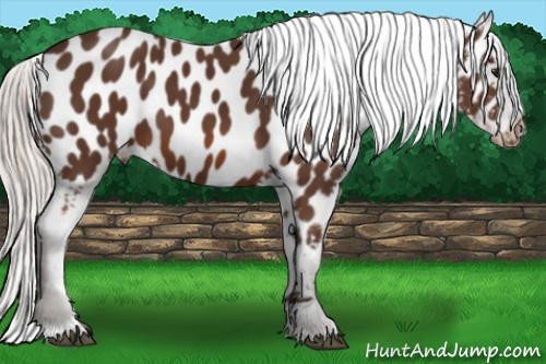 Horse Color: Silver Brown Near Leopard 