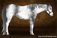 Horse Color:White Spotted Black 