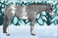 Horse Color:White Spotted Blue Roan 