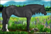 Horse Color:Black 