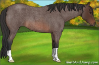 Horse Color:Brown Roan