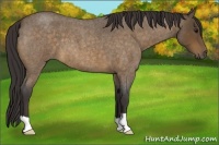 Horse Color:Buckskin Roan 