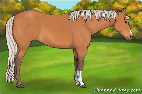 Horse Color:Silver Bay 