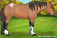 Horse Color:Bay Tobiano Blanket 