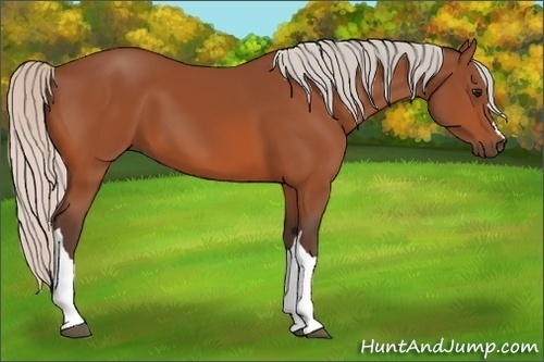 Horse Color:Silver Bay 