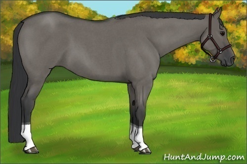 Horse Color:Grullo Roan Tobiano 