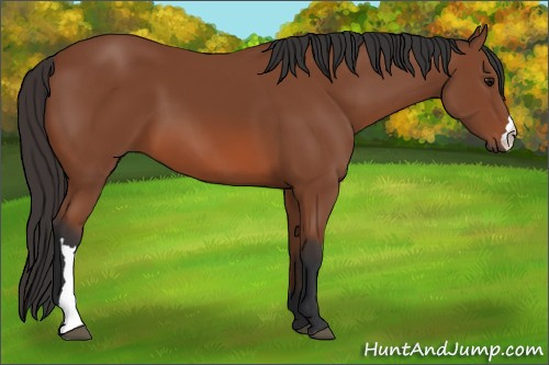 Horse Color: Bay 