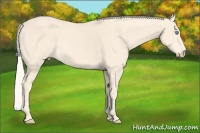 Horse Color:Cremello 