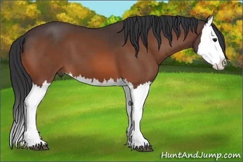 Horse Color: Bay Splash 