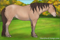Horse Color:Amber Champagne Roan