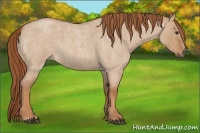 Horse Color:Red Dun Roan 