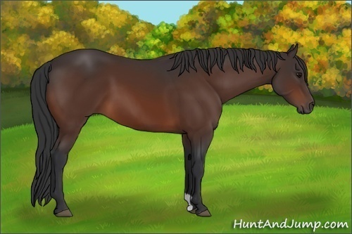 Horse Color: Brown 