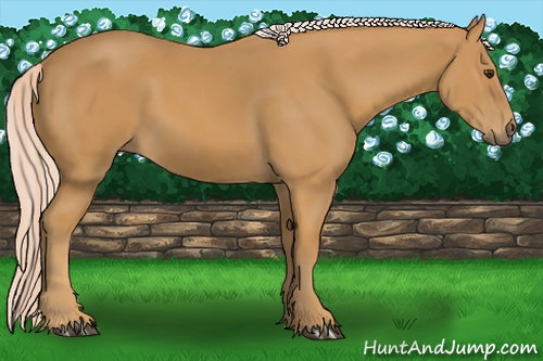 Horse Color:Palomino 