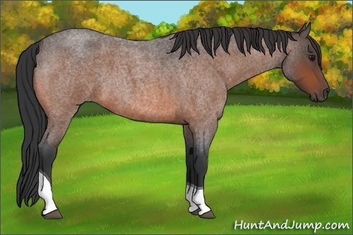 Horse Color:Bay Roan Tobiano