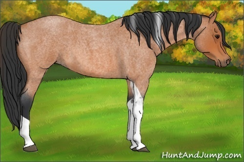Horse Color:Bay Roan Tobiano