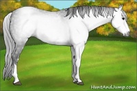 Horse Color:Gray White Spotted Black 