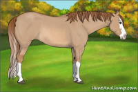 Horse Color:Red Dun Roan Splash Rabicano 
