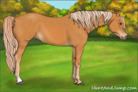Horse Color:Palomino 