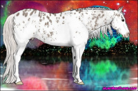 Horse Color:White Spotted Silver Grullo Appaloosa