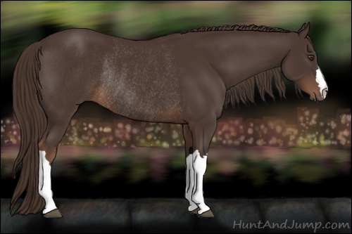 Horse Color: Liver Chestnut Rabicano 