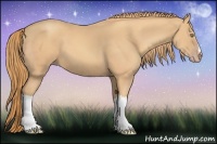 Horse Color:Gold Champagne 