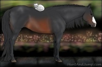 Horse Color:Brown 