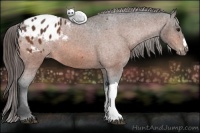 Horse Color:Bay Blanket 
