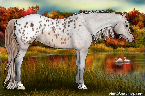 Horse Color: Buckskin Blanket 